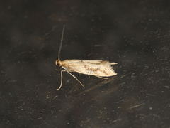 Epermenia illigerella