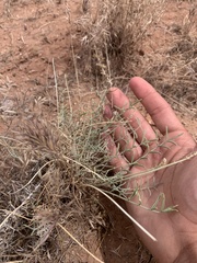 Astragalus flavus higginsii