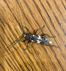 Enaphalodes taeniatus