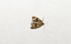 Olethreutes astrologana