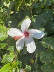 Hibiscus arnottianus