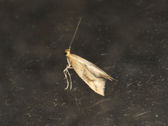 Epermenia illigerella