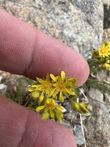 Image of Tweedy's Ivesia (Ivesia tweedyi) by no rights reserved