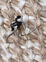 Oxyopes tridens