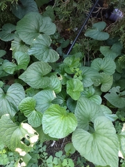 Viola