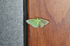 Synchlora irregularia