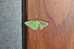 Synchlora irregularia