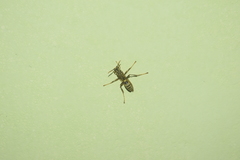 Mischocyttarus alfkenii-basimacula