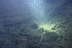 Anodonta