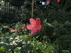 Hibiscus praeteritus