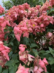 Mussaenda