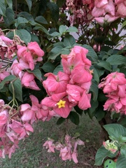 Mussaenda