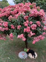 Mussaenda