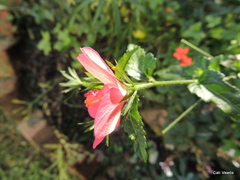 Hibiscus praeteritus