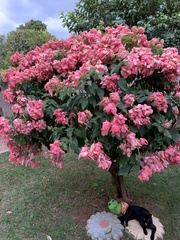 Mussaenda