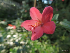 Hibiscus praeteritus
