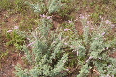 Dalea villosa