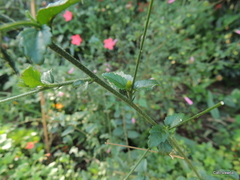 Hibiscus praeteritus