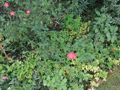 Hibiscus praeteritus