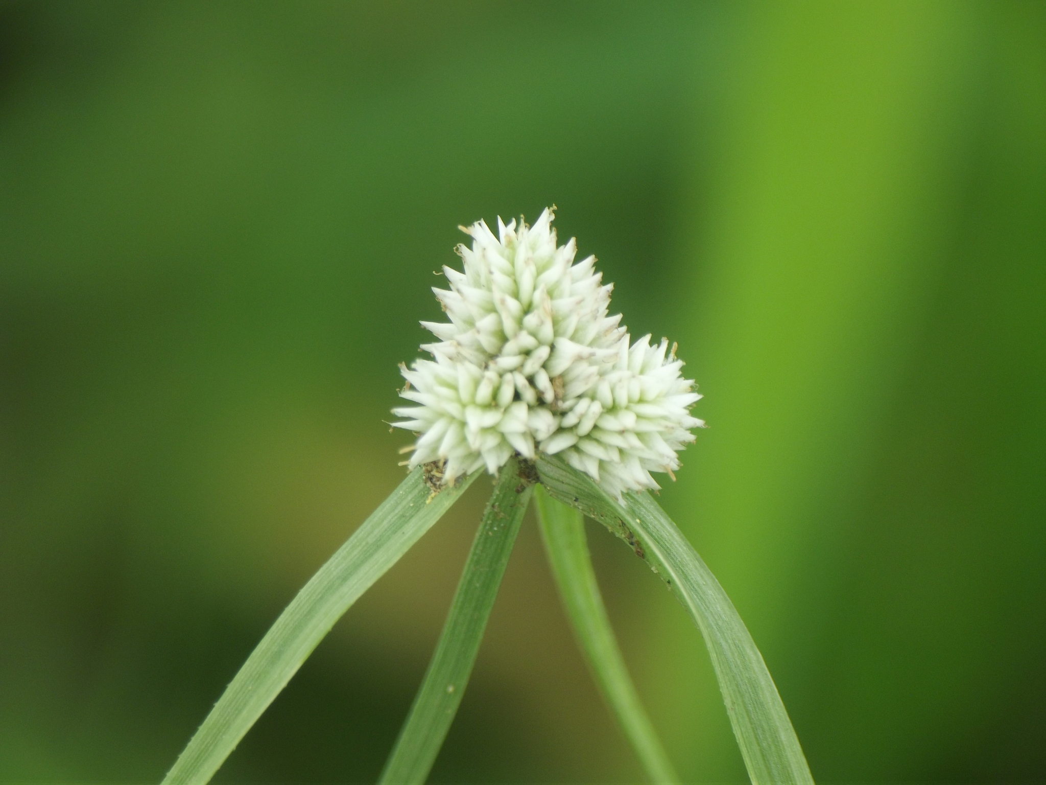 Cyperus tenuifolius