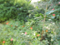 Hibiscus praeteritus