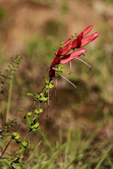 Lamourouxia rhinanthifolia