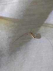 Olenecamptus formosanus