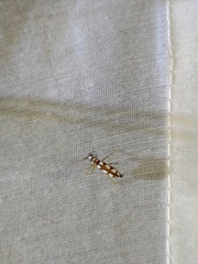 Olenecamptus formosanus