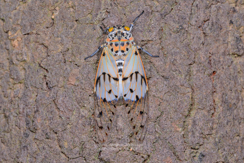 Ayuthia spectabile · iNaturalist Canada