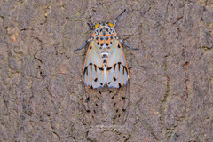 Ayuthia spectabile