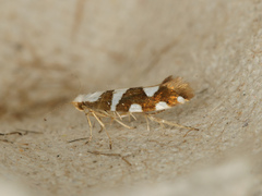 Argyresthia brockeella