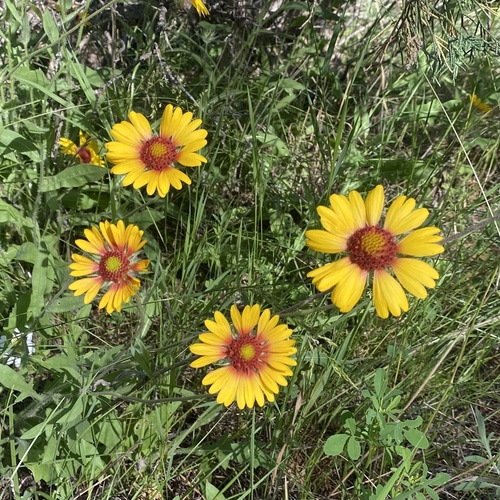 iNaturalist observation 2022-07-21