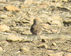 Certhilauda curvirostris brevirostris