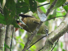 Anabacerthia