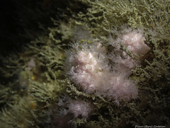Alcyonium hibernicum