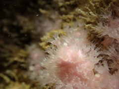 Alcyonium hibernicum