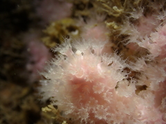 Alcyonium hibernicum