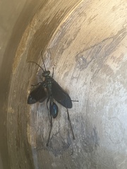 Chalybion californicum