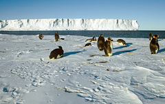 Aptenodytes forsteri