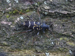 Xylotrechus antilope