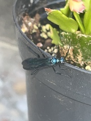 Chalybion californicum