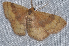 Leptostales rubromarginaria