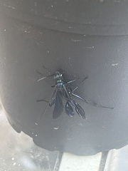 Chalybion californicum