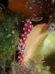 Alcyonium coralloides