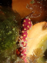 Alcyonium coralloides