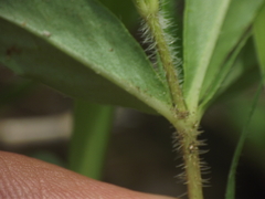 Blepharis maderaspatensis