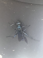 Chalybion californicum