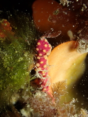 Alcyonium coralloides