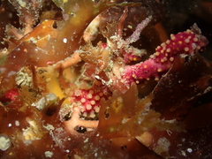 Alcyonium coralloides