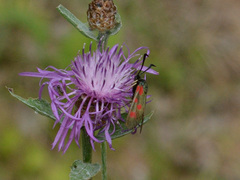 Zygaena centaureae
